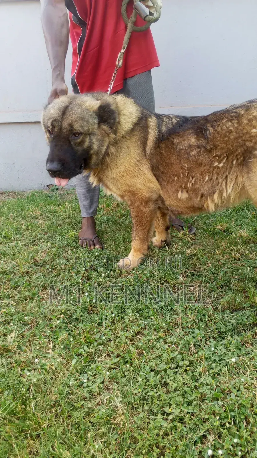 1+ year Female Purebred Caucasian Shepherd