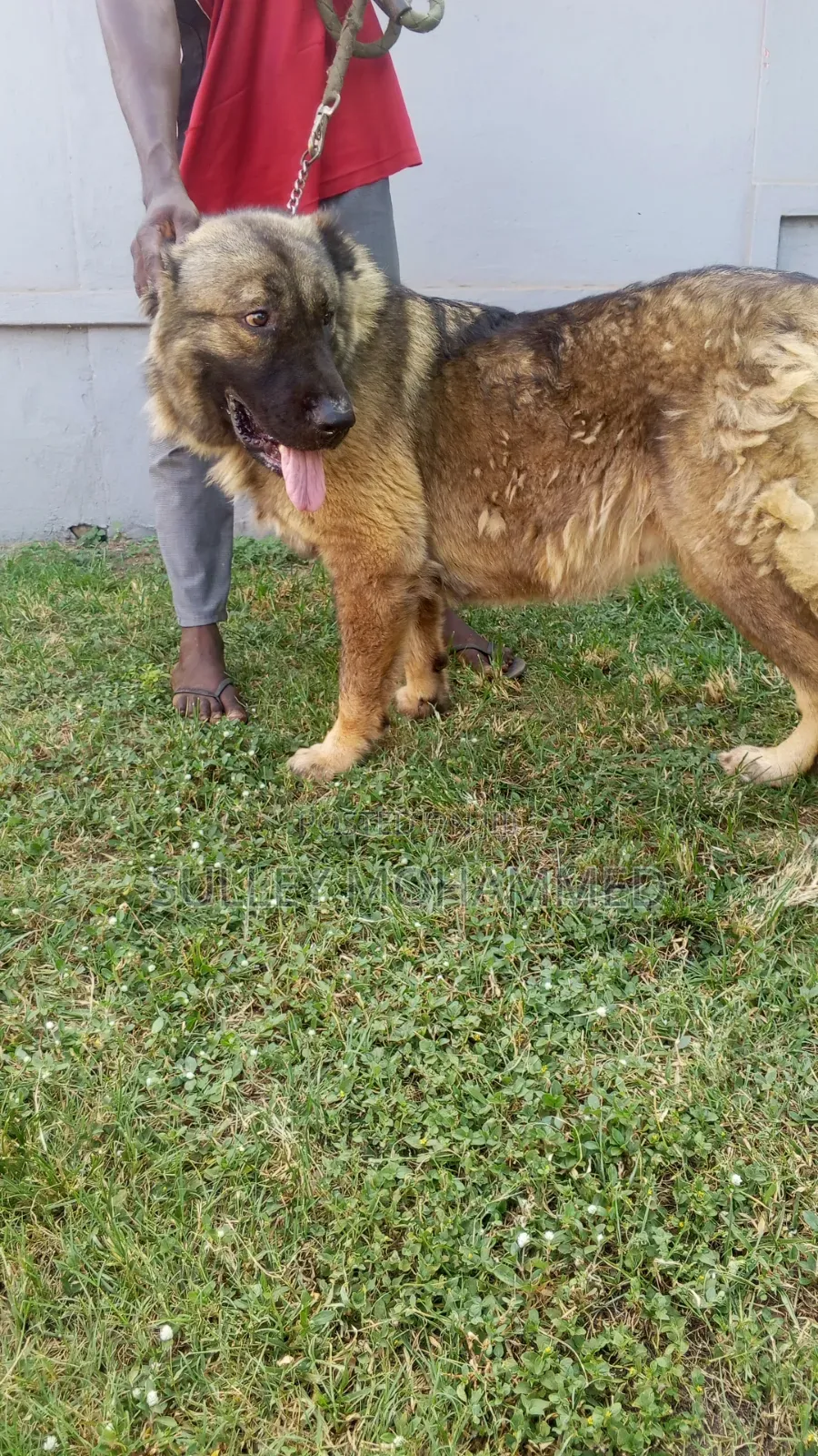 1+ year Female Purebred Caucasian Shepherd
