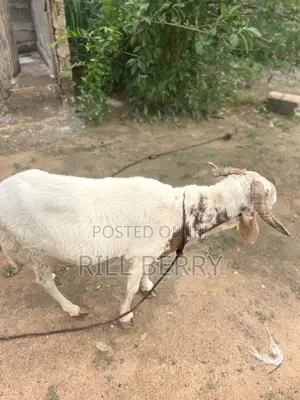 Strong Balamy Sheep Available for Sale