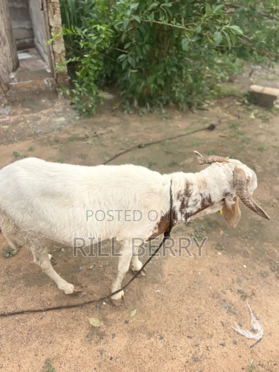 Strong Balamy Sheep Available for Sale