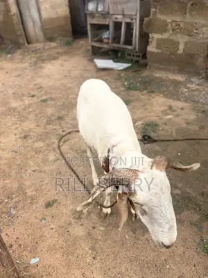 Strong Balamy Sheep Available for Sale
