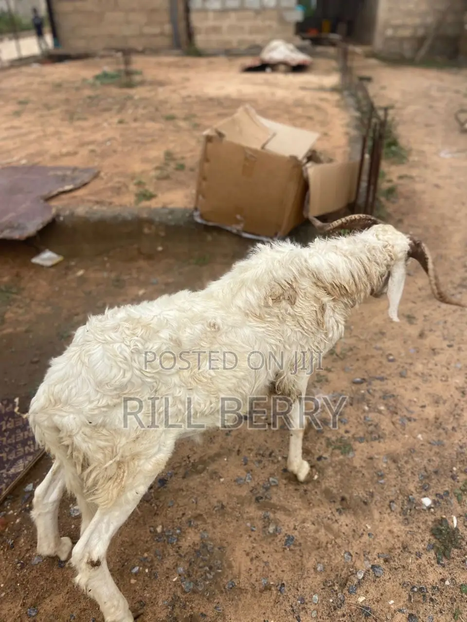Strong Balamy Sheep Available for Sale