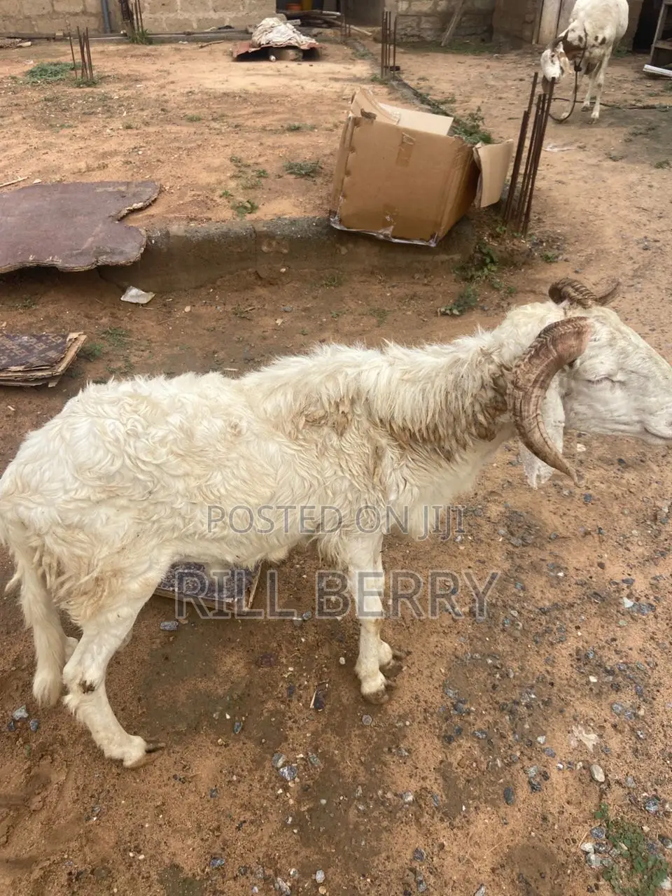 Strong Balamy Sheep Available for Sale