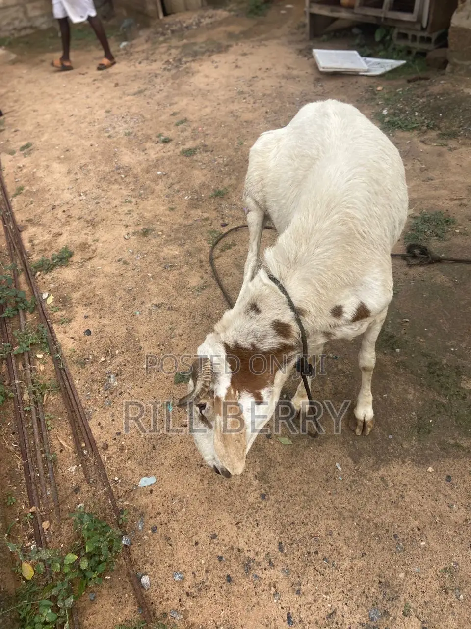 Strong Balamy Sheep Available for Sale