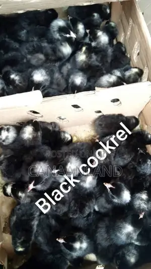 Black Cockerels Day-Old Chicks