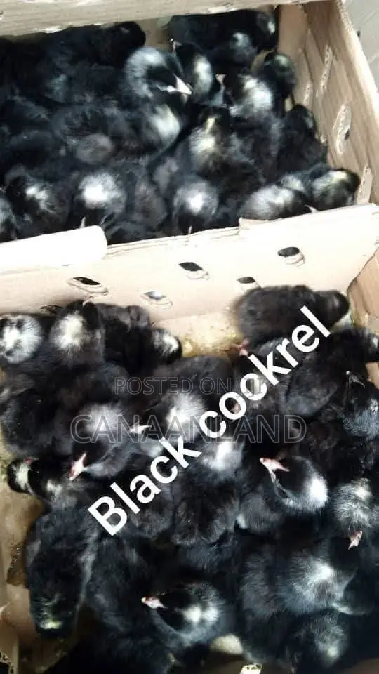 Black Cockerels Day-Old Chicks