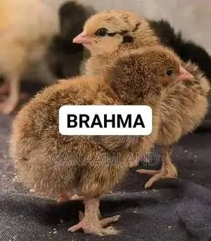 Brahama Chicks
