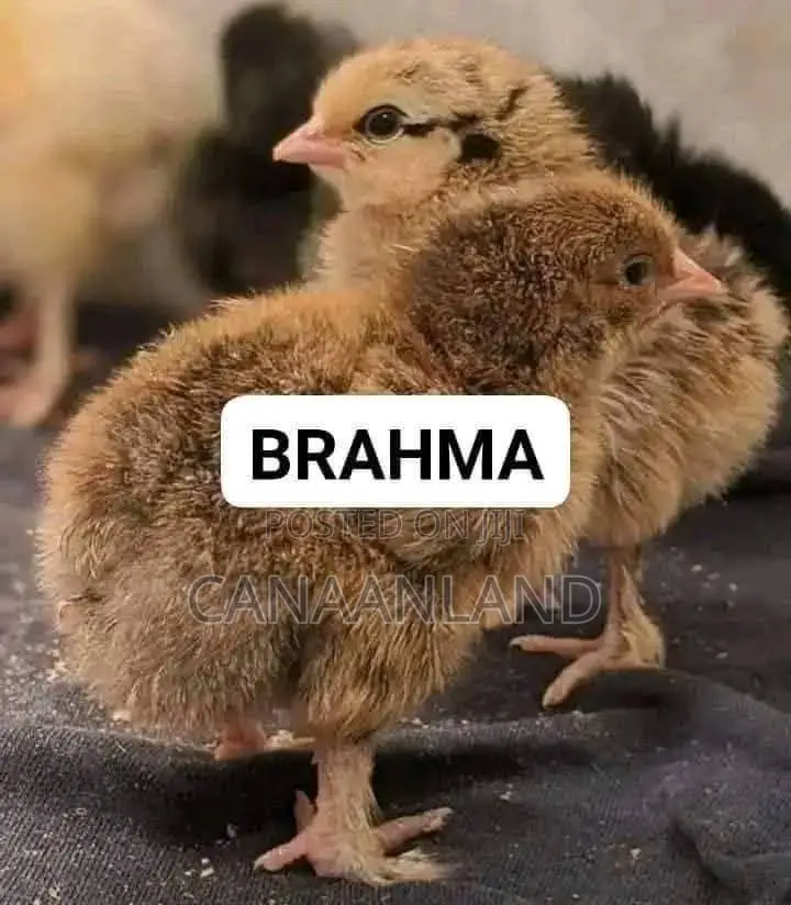 Brahama Chicks