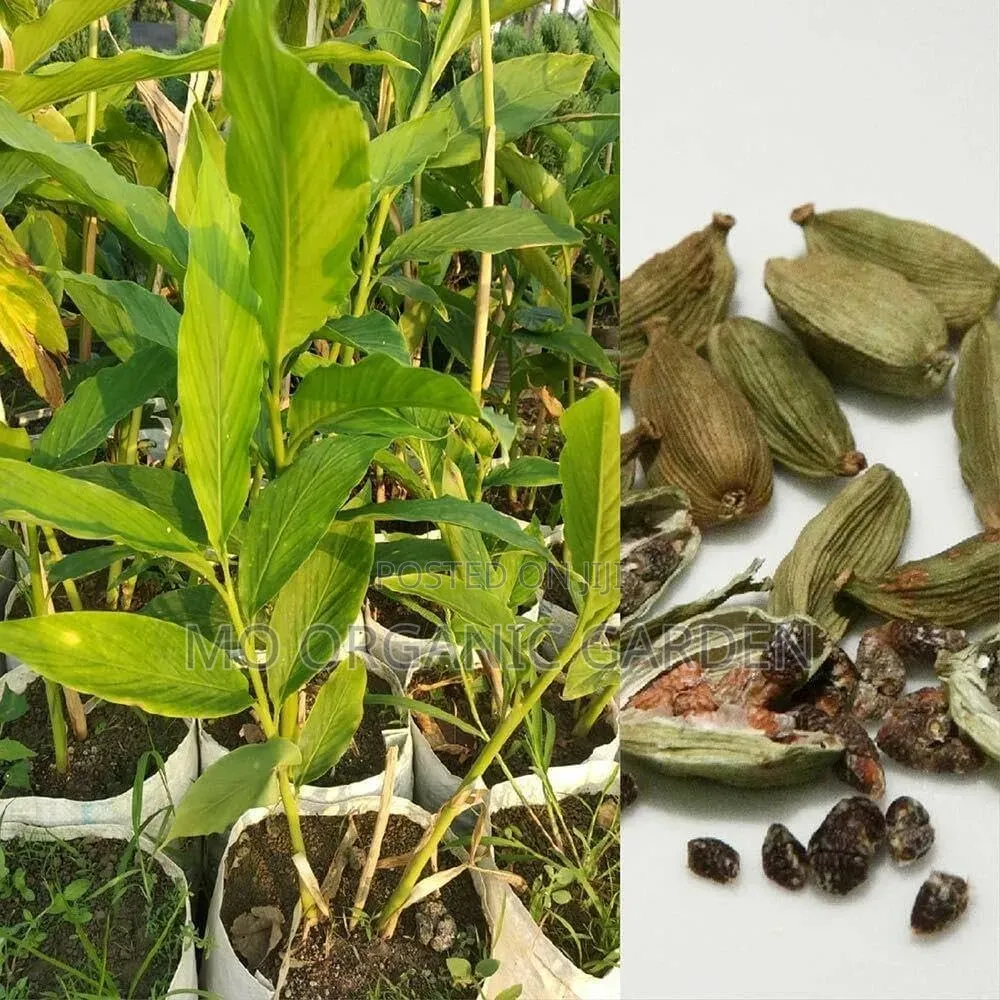 Cardamon/Elaichi/Indian Spice Plant Seedlings