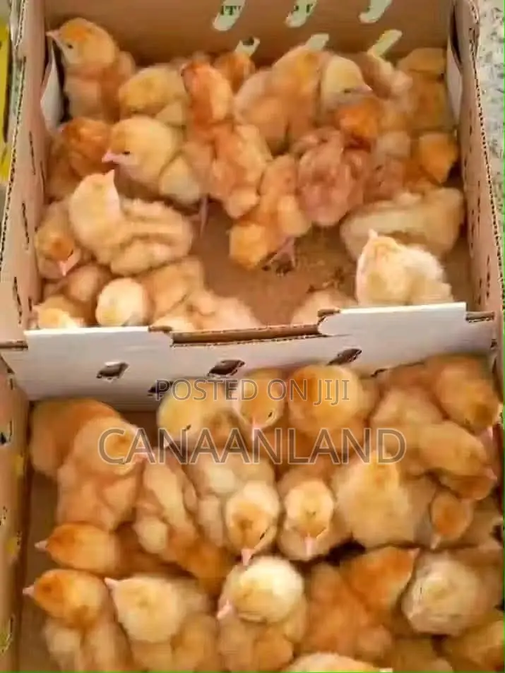 Brown Cockerels Day-Old Chicks