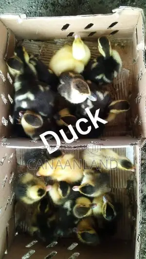 Foreign Locals Ducklings (Ducks Day-Old) Chicks