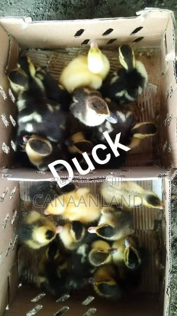 Foreign Locals Ducklings (Ducks Day-Old) Chicks