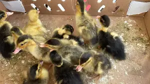 Foreign Locals Ducklings (Ducks Day-Old) Chicks