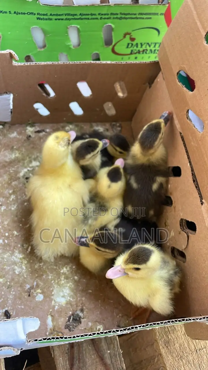 Foreign Locals Ducklings (Ducks Day-Old) Chicks