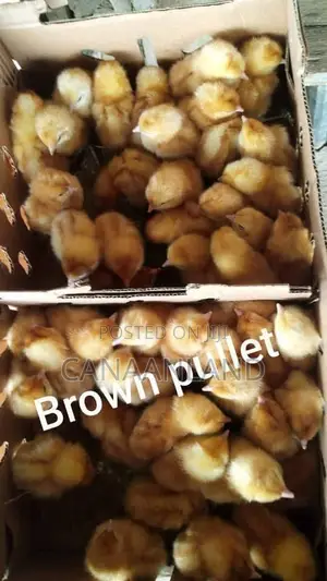 Brown Pullet Day-Old Chicks Layer