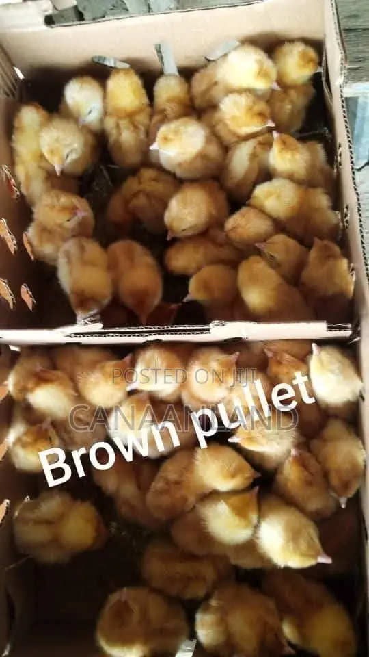 Brown Pullet Day-Old Chicks Layer