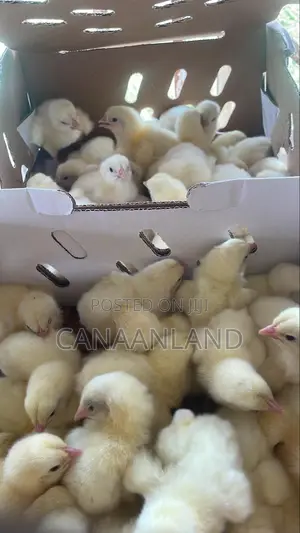 Broilers Ross 308 Day-Old Chicks