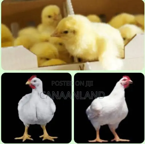 Broilers Ross 308 Day-Old Chicks