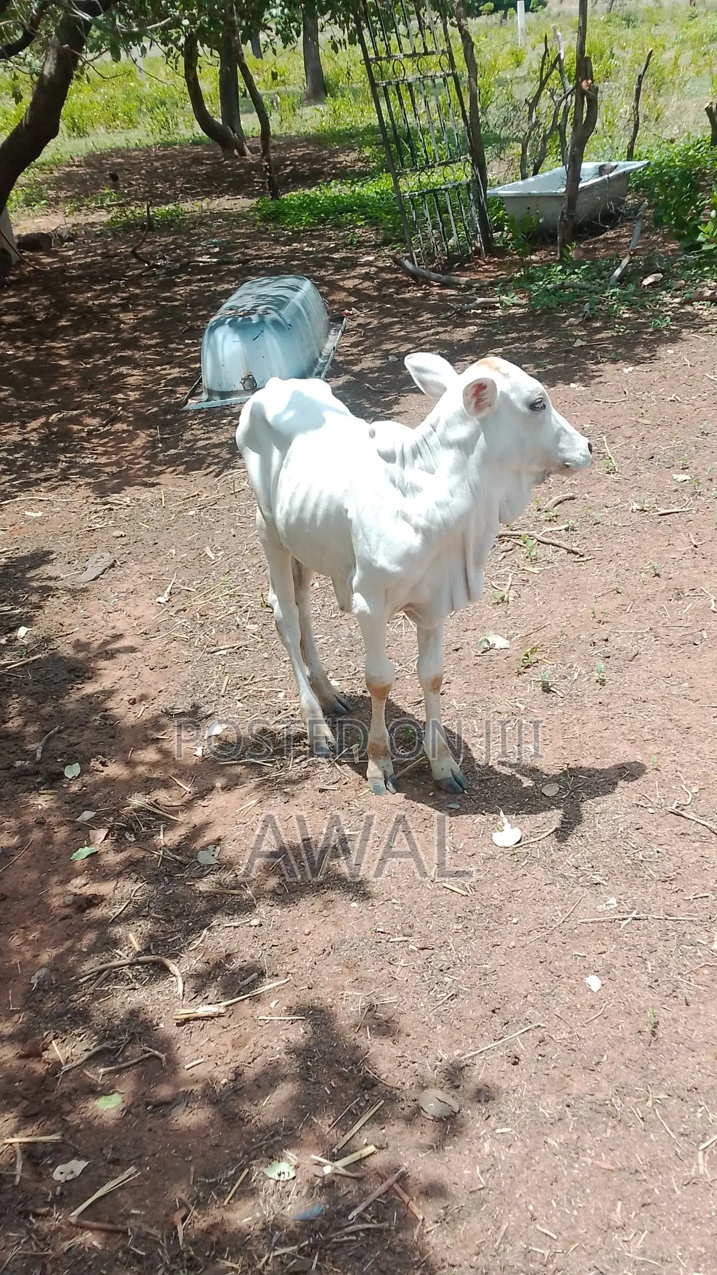 Gudali Cows