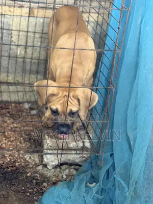 1-3 months Female Purebred Boerboel