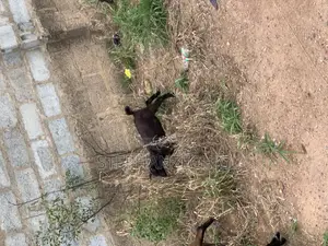 Goats Available Now at Affordable Prices