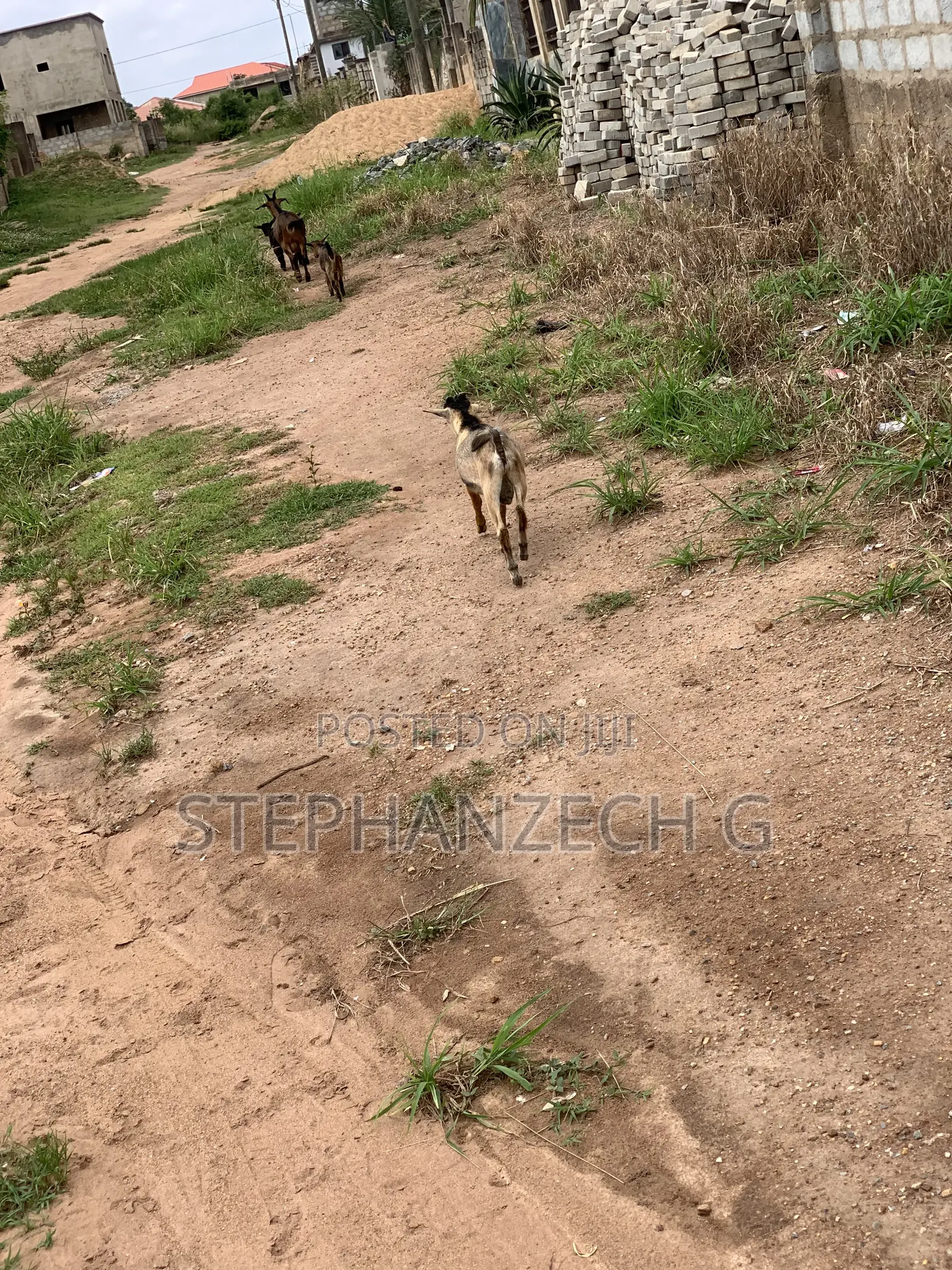 Goats Available Now at Affordable Prices