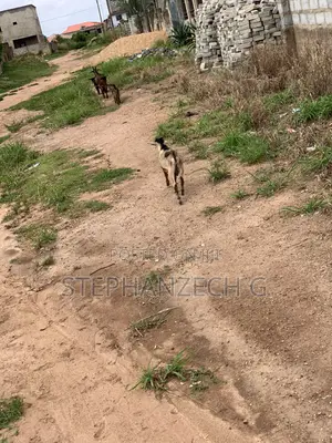 Goats Available Now at Affordable Prices