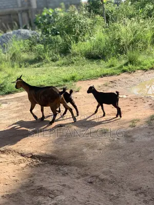 Goats Available Now