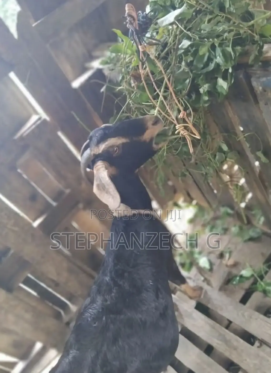 Goat for Sell