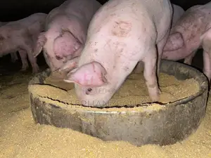 Pigs for Sell at Affordable Price