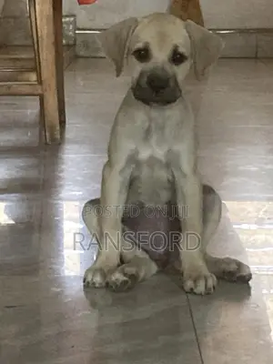 1-3 months Female Purebred Boerboel