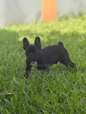 3-6 months Male Purebred French Bulldog