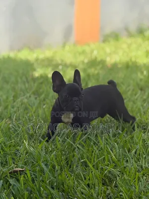 3-6 months Male Purebred French Bulldog