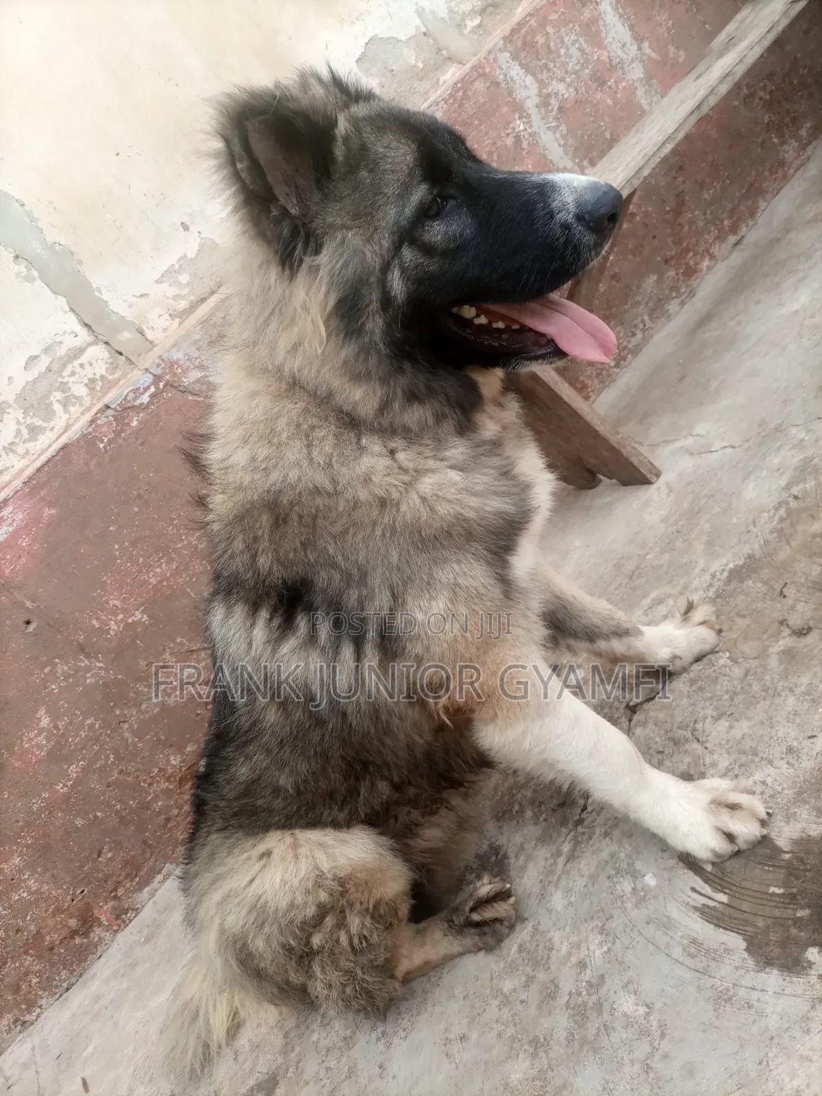 6-12 months Male Purebred Caucasian Shepherd