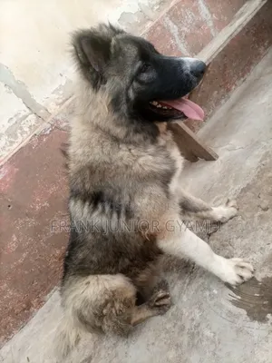 6-12 months Male Purebred Caucasian Shepherd