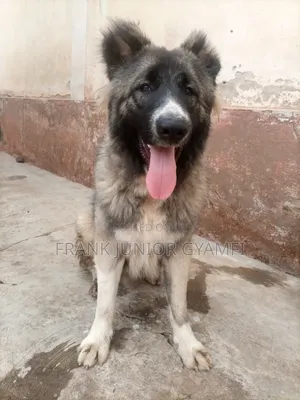 6-12 months Male Purebred Caucasian Shepherd