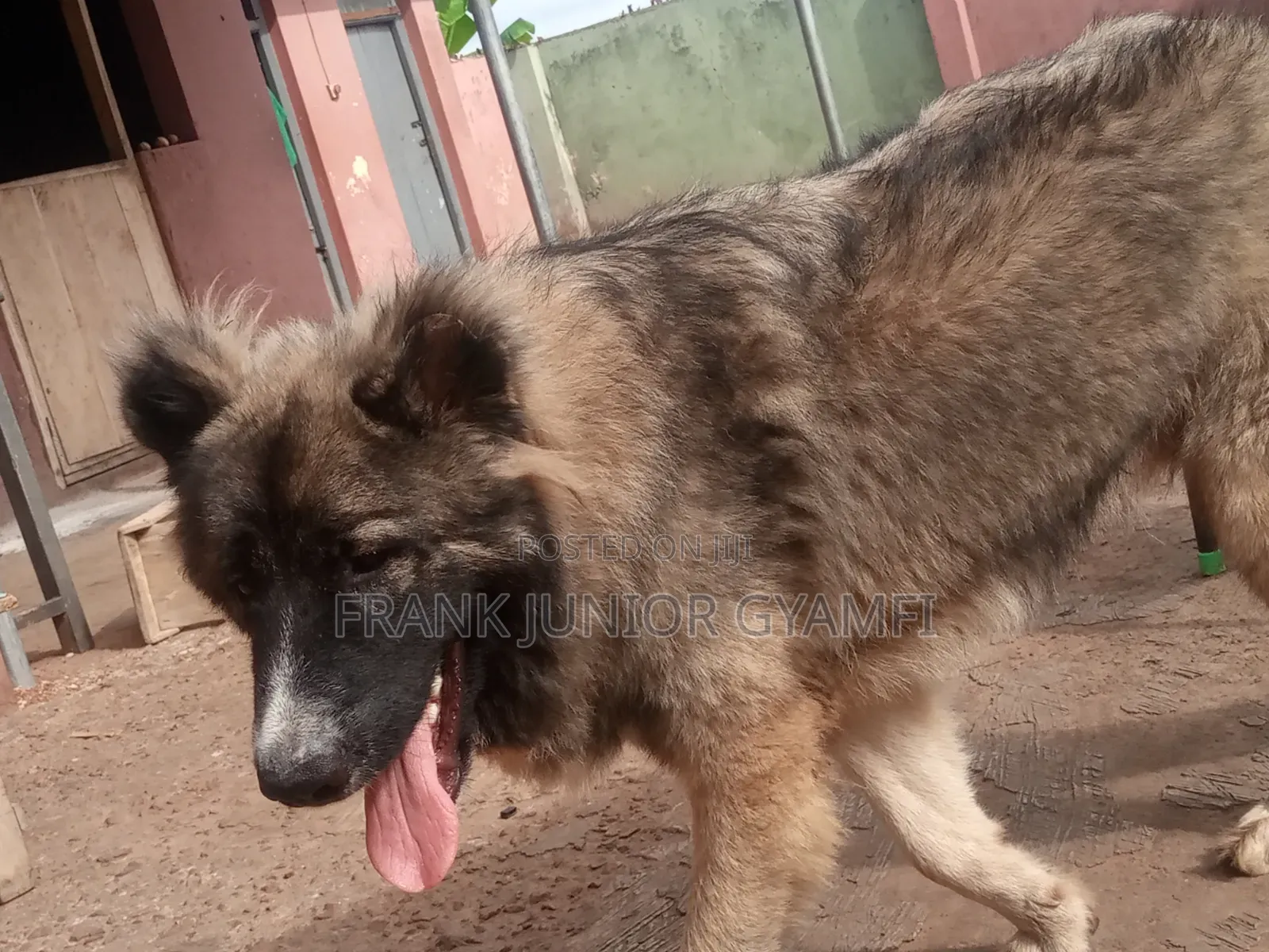 6-12 months Male Purebred Caucasian Shepherd