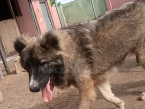 6-12 months Male Purebred Caucasian Shepherd