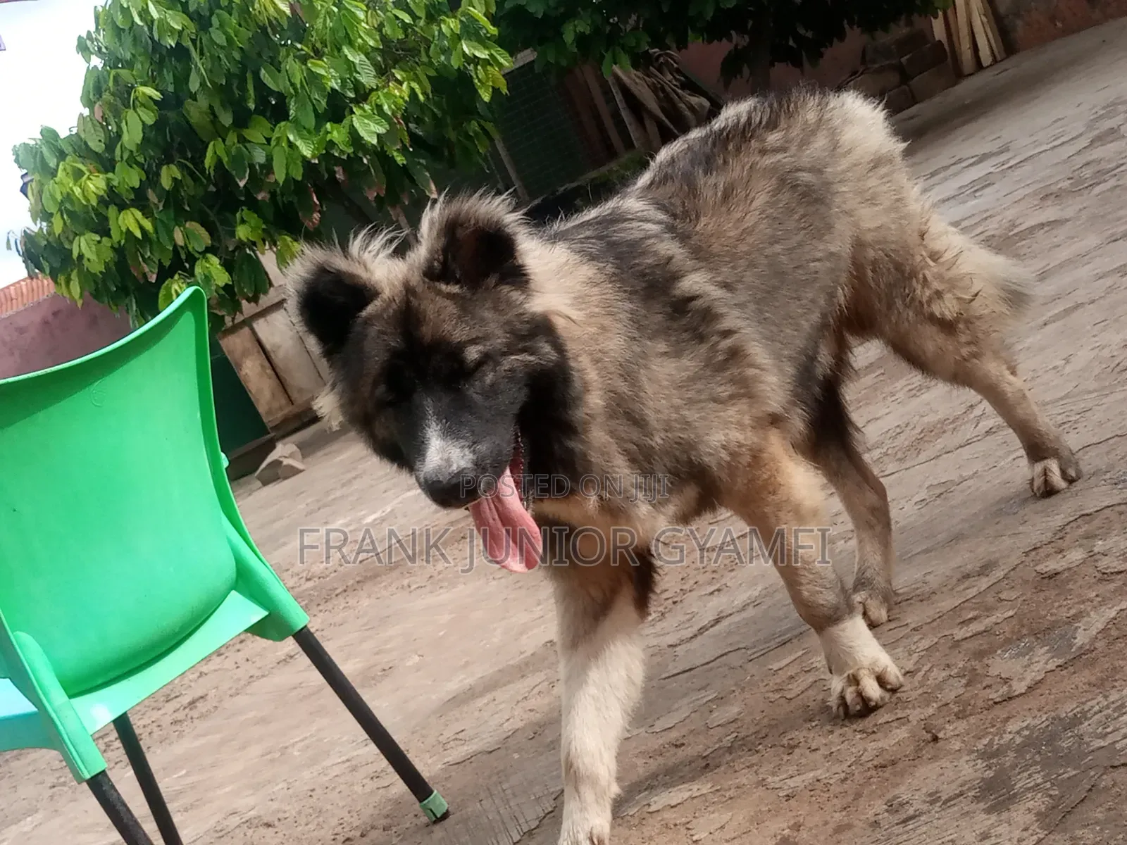 6-12 months Male Purebred Caucasian Shepherd