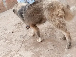 6-12 months Male Purebred Caucasian Shepherd
