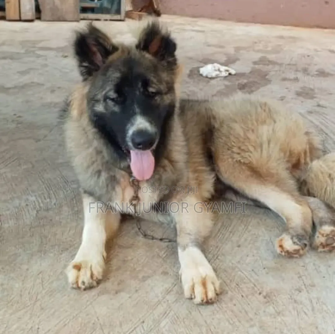 6-12 months Male Purebred Caucasian Shepherd