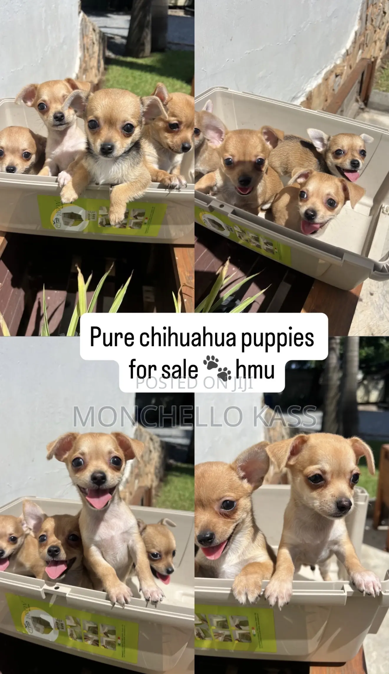 1-3 months Female Purebred Chihuahua