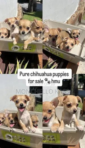 1-3 months Female Purebred Chihuahua