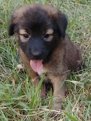 1-3 months Female Mixed Breed German Shepherd