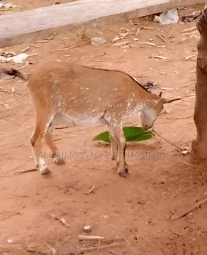 Nice Female Goat Seller