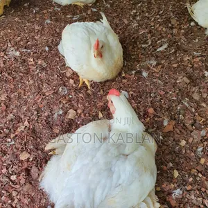 Broilers for Sale