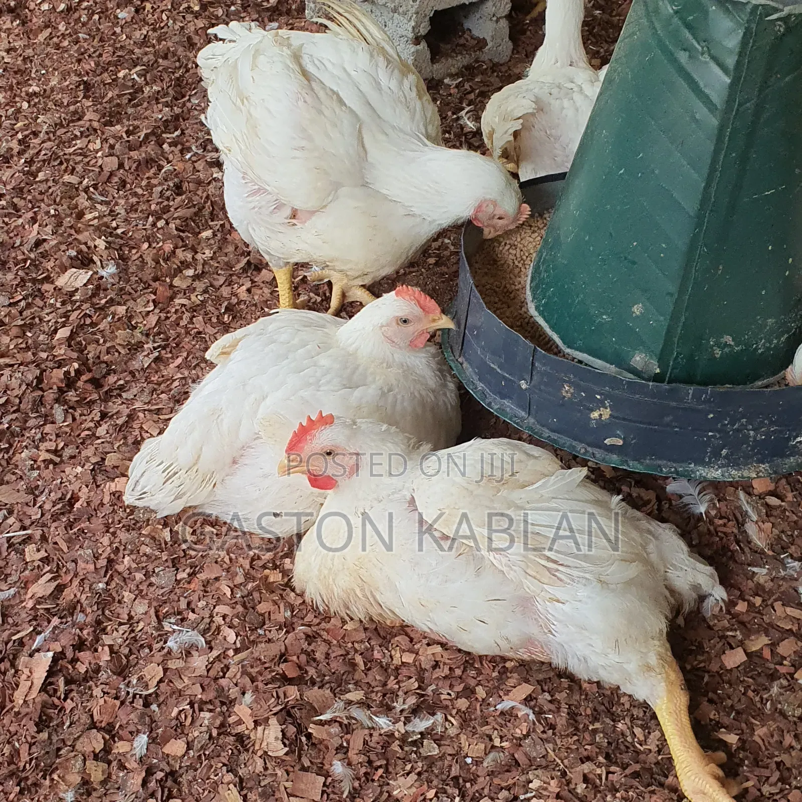 Broilers for Sale