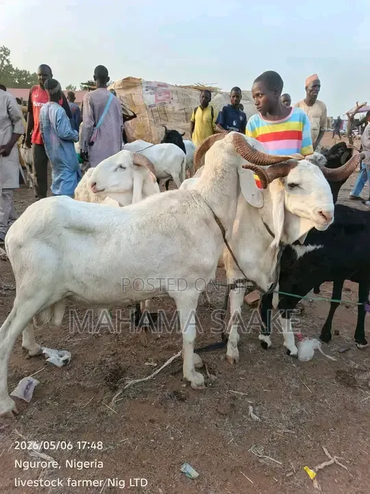 Local Sheeps