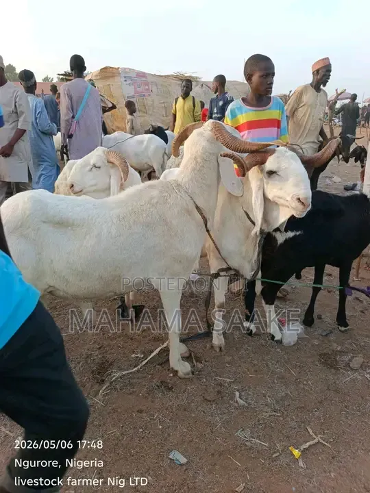 Local Sheeps