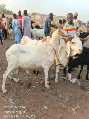 Local Sheeps